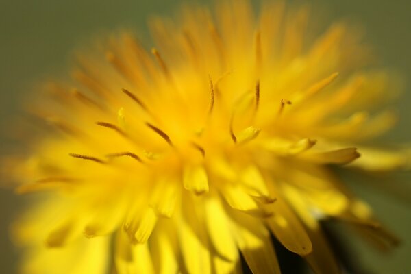 Yellow dandelion photographed in close-up