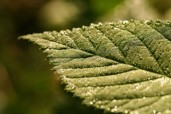 Hermosa hoja en el sol