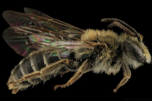 Andrena cragini Bienen Makroaufnahmen