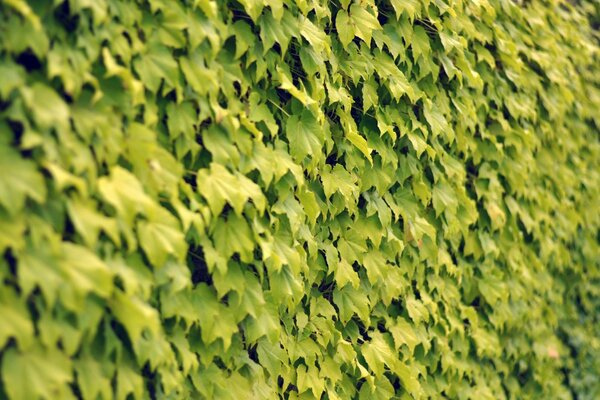 Natürliche Wand aus grünen Blättern