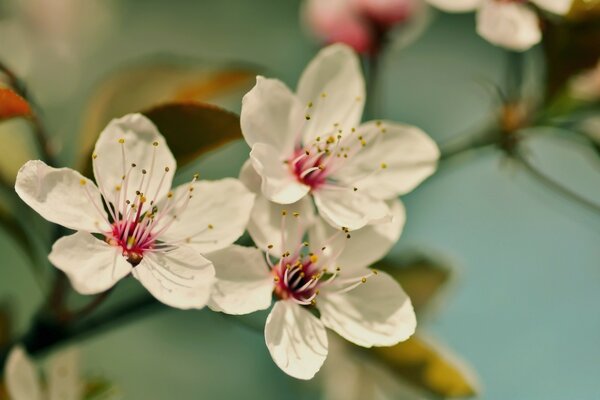 Image avec des fleurs dans des tons délicats