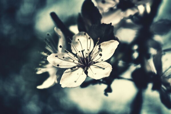 Natural blurred macro photography of a flower outdoors