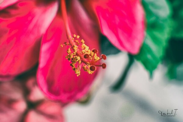 Flor rosa e pólen amarelo