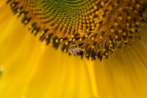 Un gran campo para una pequeña abeja