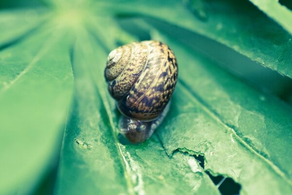 Eine Schnecke kriecht im Makro auf einem Blatt herum