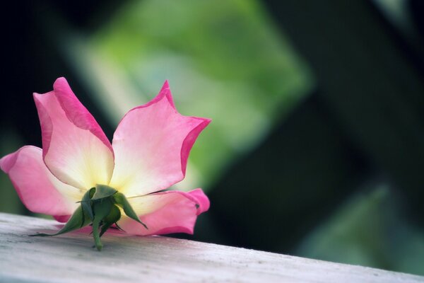 A blooming flower bud on the board