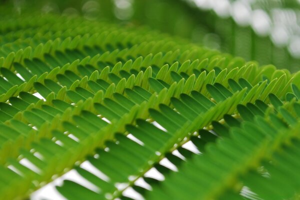 Pianta a foglia verde larga