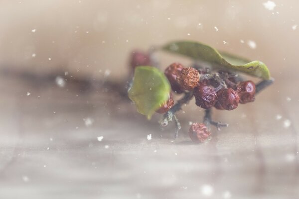 Fotografia macro di un ramoscello rotto con foglie e bacche secche cadute sulla superficie dell acqua