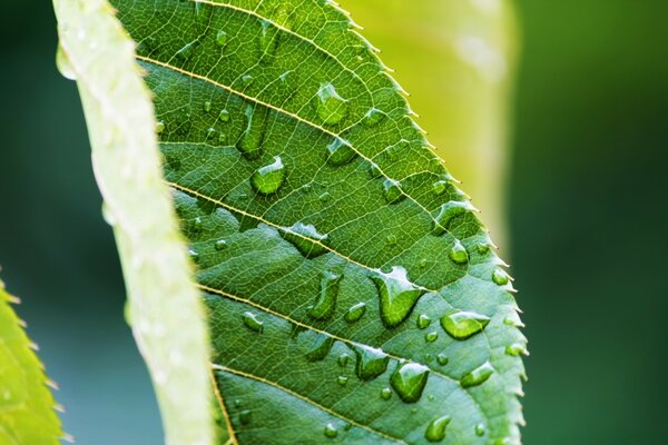 Macro fotografía, hoja verde en gotas de rocío