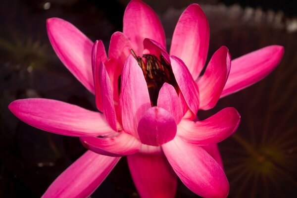 Luxuriöse Lotusblume mit rosa Blütenblättern