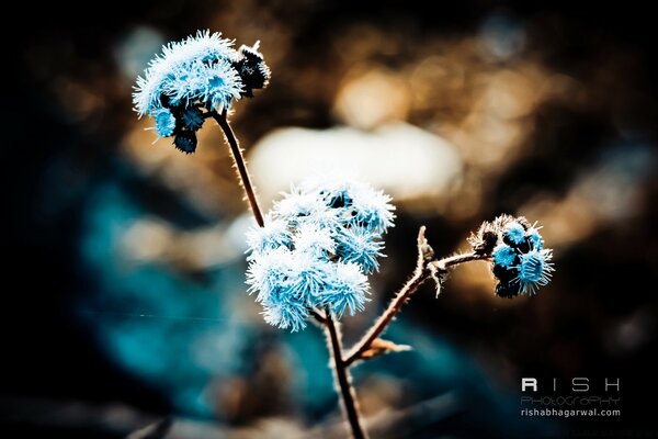 Pflanze mit weißen Blüten mit Stacheln