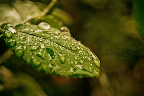 Macro d une goutte de pluie sur une feuille