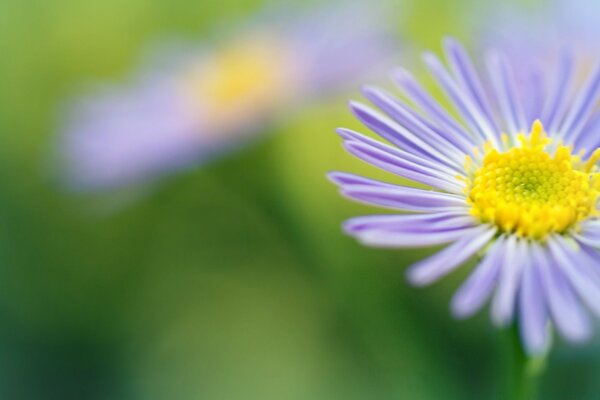 Deux marguerites sur fond vert clair