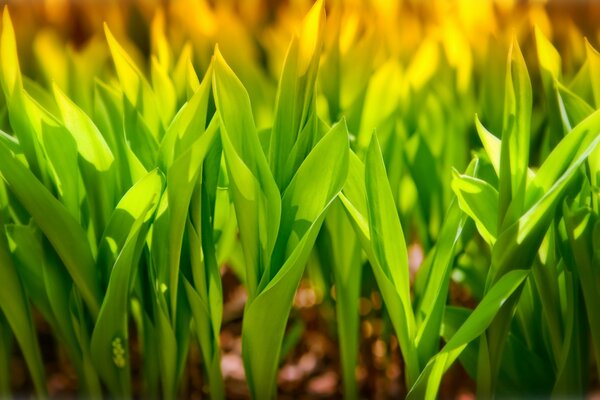 Grünes Gras wächst auf braunem Boden