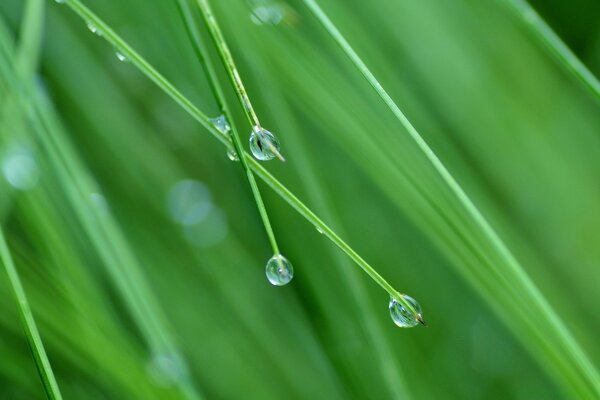 Photo of dew drops on a leaf