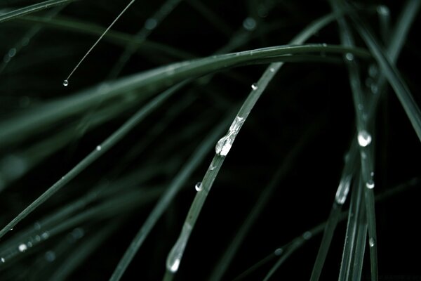 Green plants and dew drops