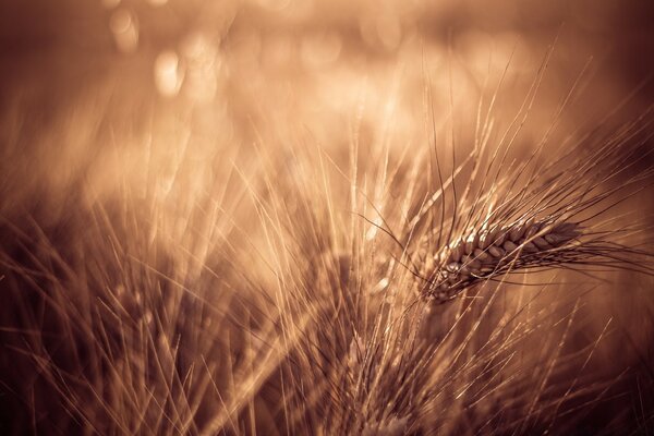 Espiga de trigo en el campo. Aldea