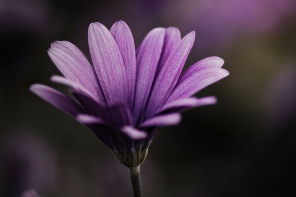 Linda flor roxa que cresce no jardim