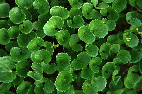 Hojas verdes de la planta