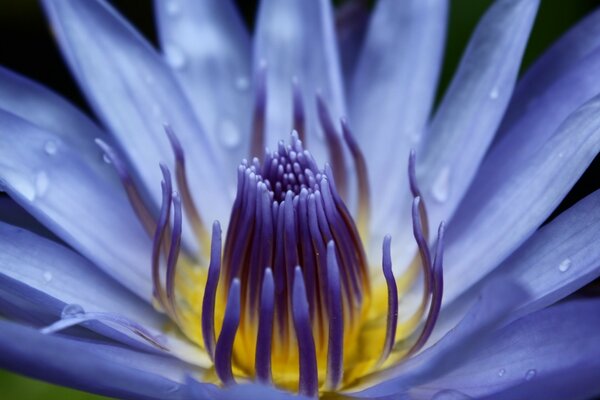 Fotografia macro copo de flor com pétalas azuis