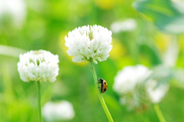 An orange ladybug crawls along the stem of a flower