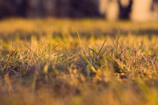 Dry grass close-up illuminated by the sun