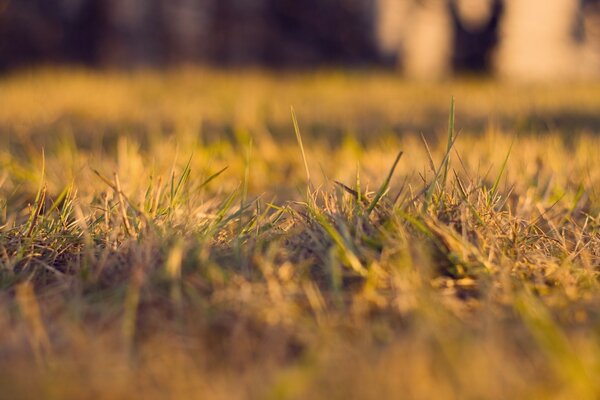 Сухая трава крупным планом освещенная солнцем