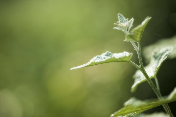 A green plant grows on the ground