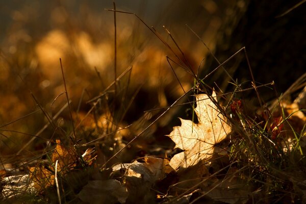 Paysage d automne. Feuilles mortes