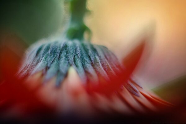 Macro photography of the flower cup is slightly out of focus