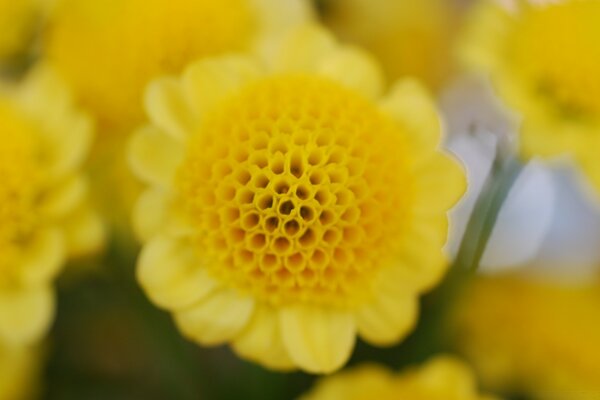 Ungewöhnliche gelbe Blume mit vielen Löchern