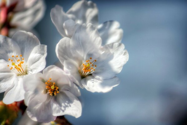 Schöne weiße Blüten im Frühling