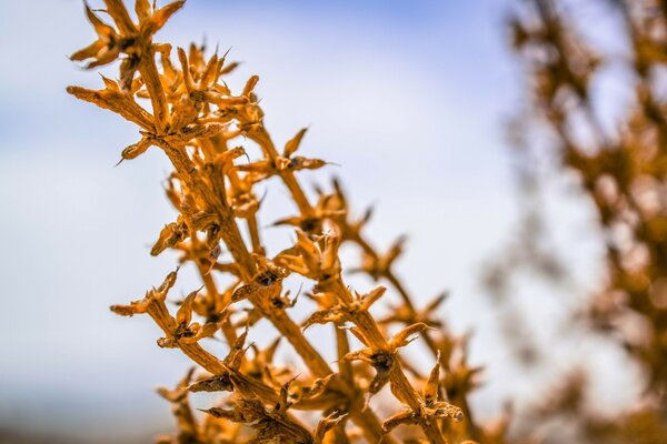 Macro fotografía de plantas inusuales al aire libre