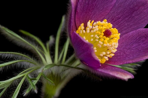 Fotografía macro de la flor púrpura