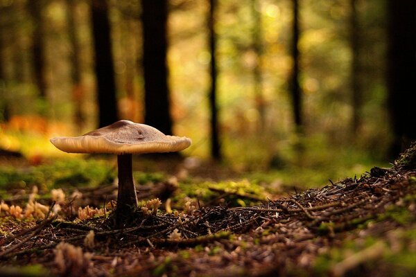 Mushroom standing in the autumn forest