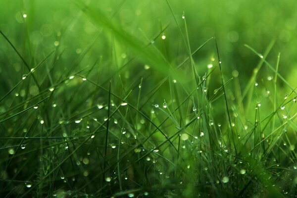 Macro photography of grass on a green meadow strewn with dew drops