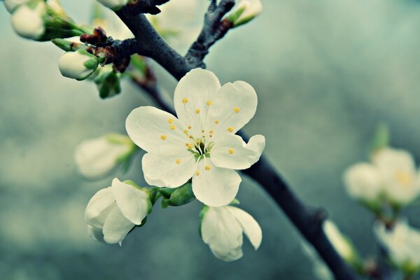 Fiori di ciliegio bianco e boccioli su un ramo scuro