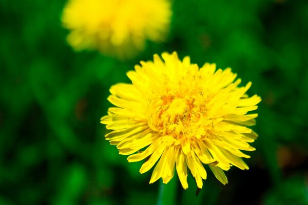 Macrojector da flor amarela do verão