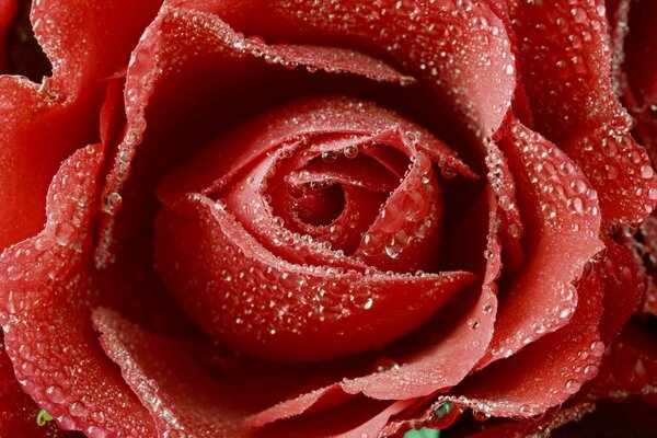 लाल गुलाब प्यार का प्रतीक है