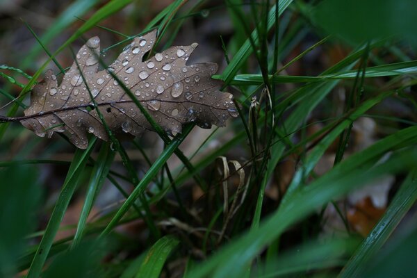 Oak leaf with dew drops