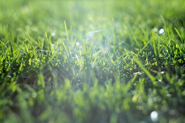 Lichtstrahl im grünen Gras