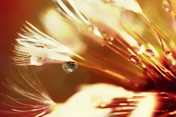 Macro photography of dew drops on a flower