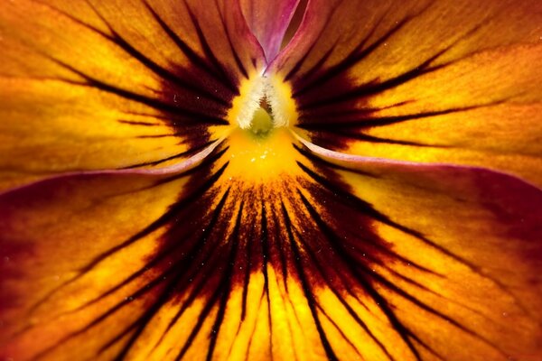 The flower of a beautiful plant in macro photography