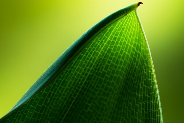 Fotografía macro de una hoja de una planta con una estructura prominente