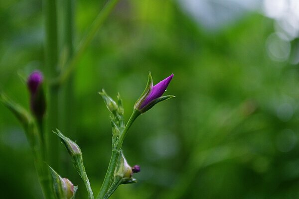 Makrofotografia. Natura. Flora. Zamknięty kwiat