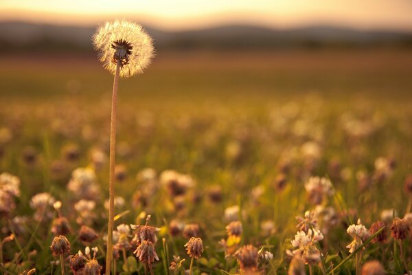 Macro photography in nature in the field. Flowers and grass