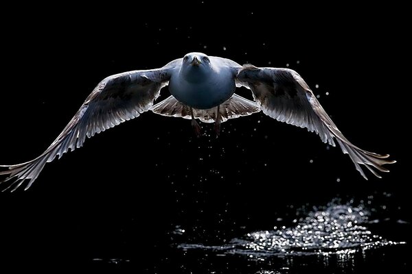 Animales en la naturaleza, aves volando