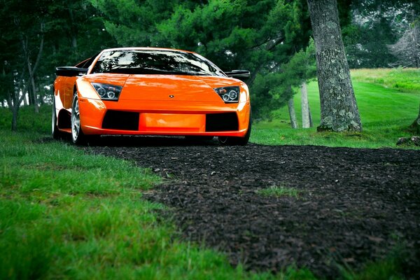 Orange Lamborghini auf dem Rasen