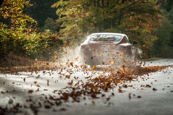 Sur les routes d automne . Feuillage doré 