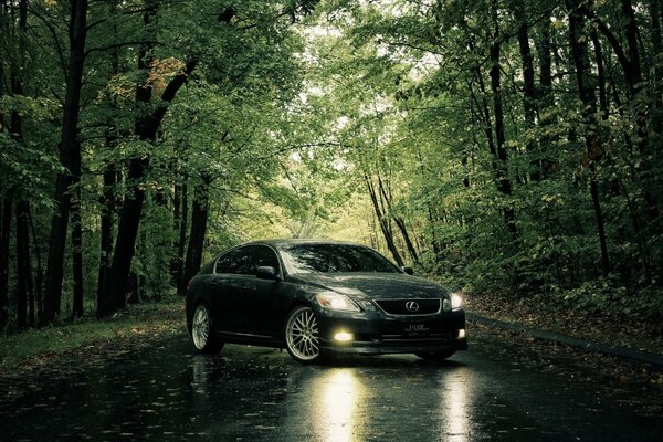 Lexus gris en el camino mojado en el bosque de verano